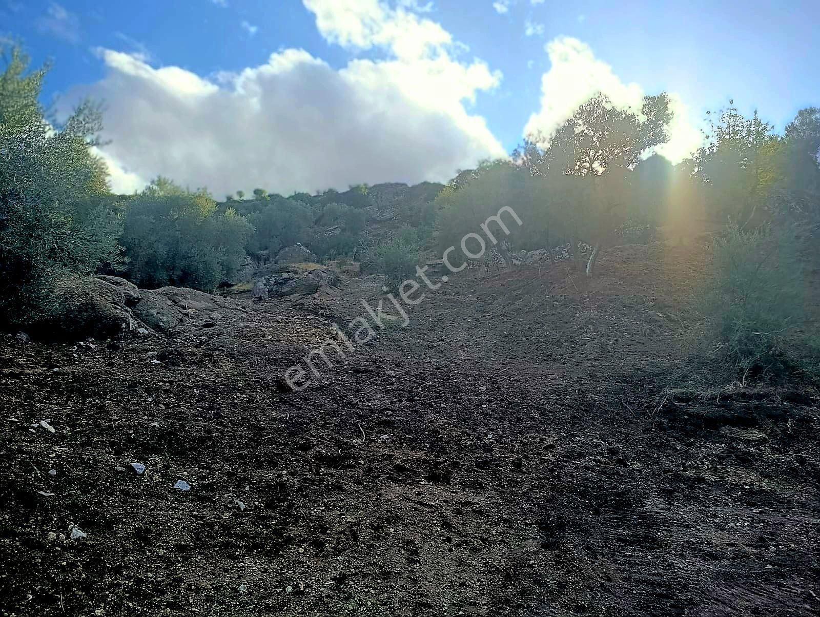 Aydın Koçarlı Gözkayası Köyde 14.996 M2 Uygun Zeytinlik Tarla. Açıklamayı Okuyarak Arayınız. - Görsel 5