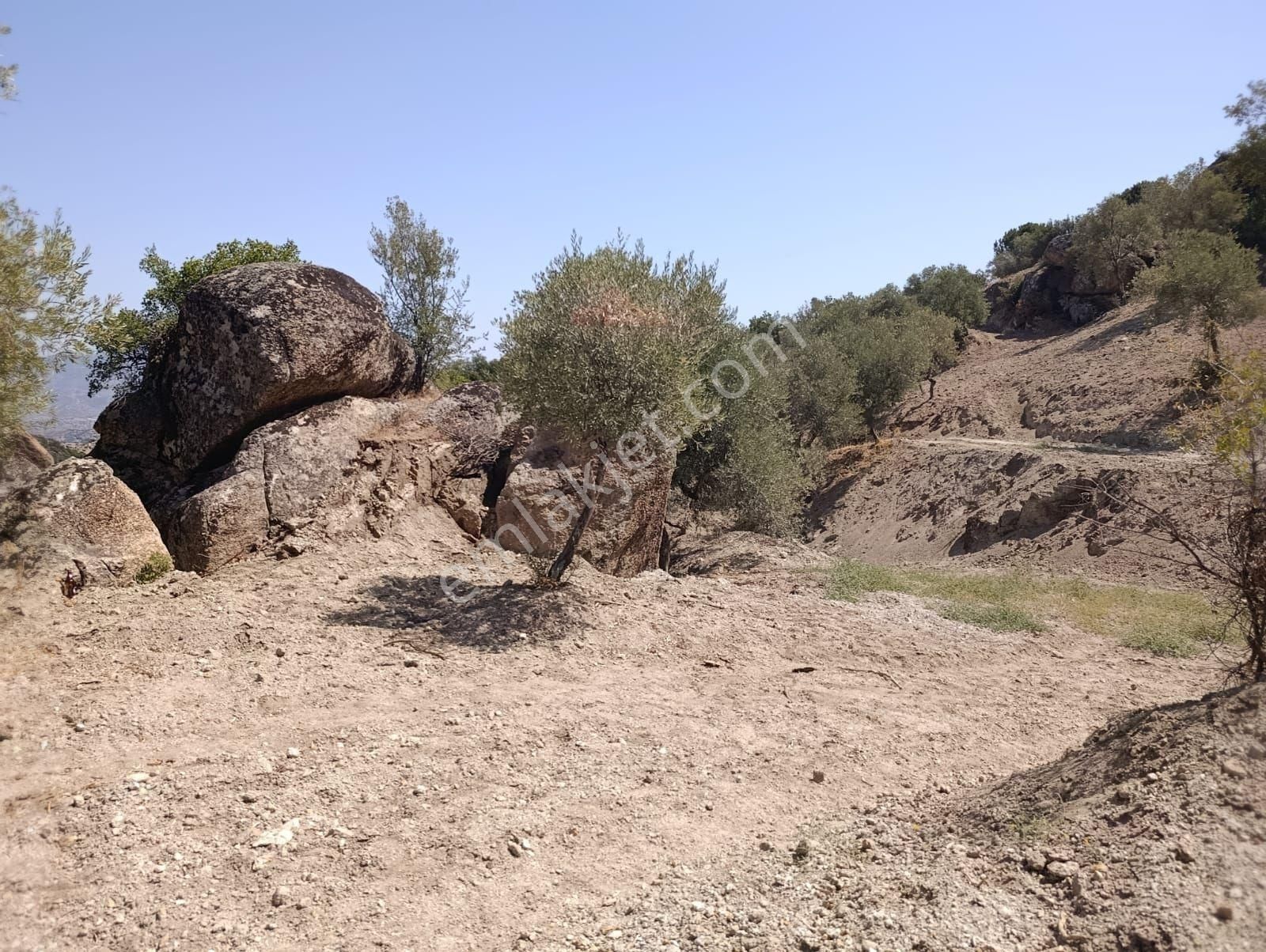 Aydın Koçarlı Gözkayası Köyde 14.996 M2 Uygun Zeytinlik Tarla. Açıklamayı Okuyarak Arayınız. - Görsel 12