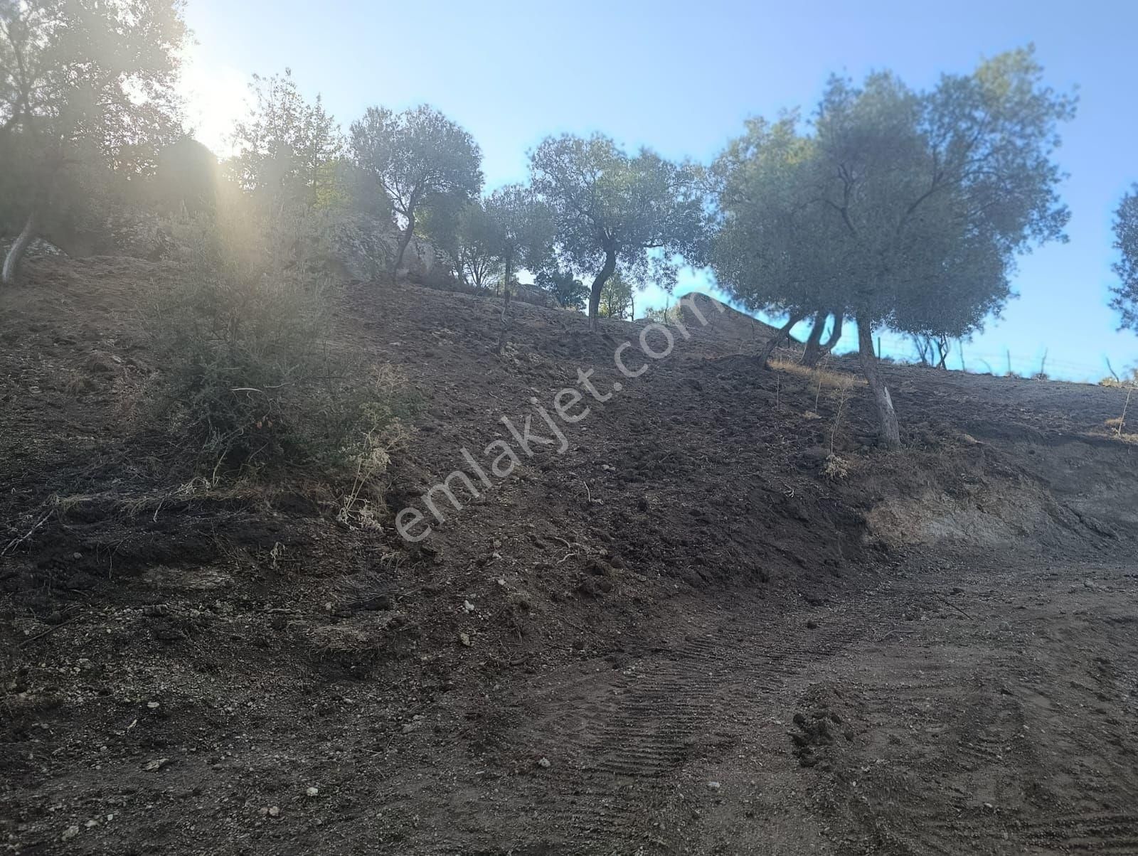 Aydın Koçarlı Gözkayası Köyde 14.996 M2 Uygun Zeytinlik Tarla. Açıklamayı Okuyarak Arayınız. - Görsel 4