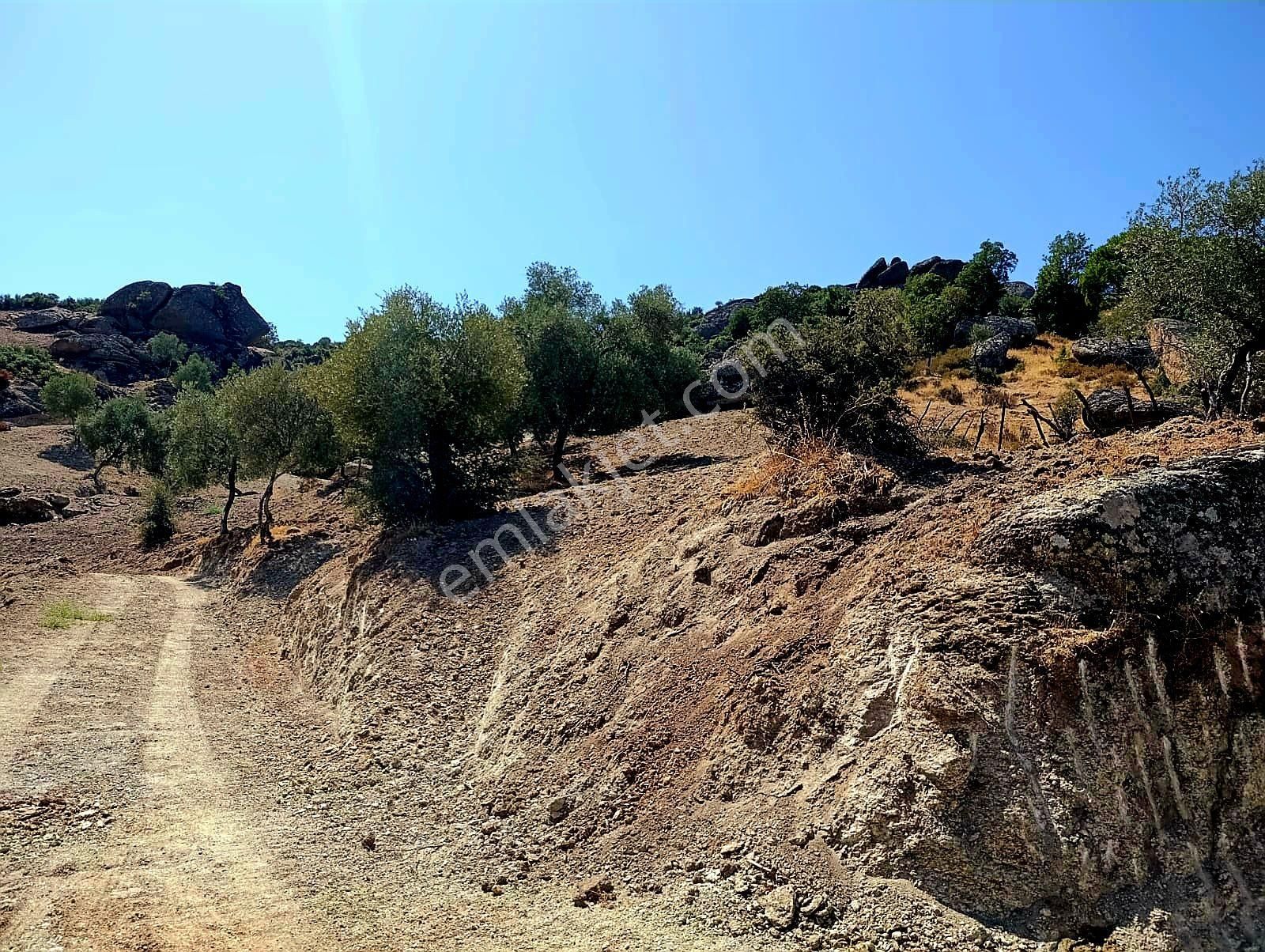 Aydın Koçarlı Gözkayası Köyde 14.996 M2 Uygun Zeytinlik Tarla. Açıklamayı Okuyarak Arayınız.