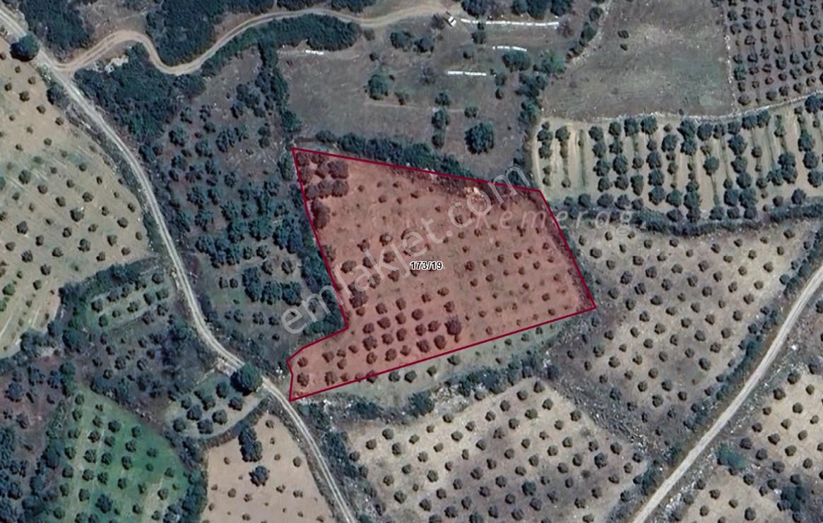 Takasa Açık Sulu Zeytin Bahçesi 5.141 M2 - Görsel 6