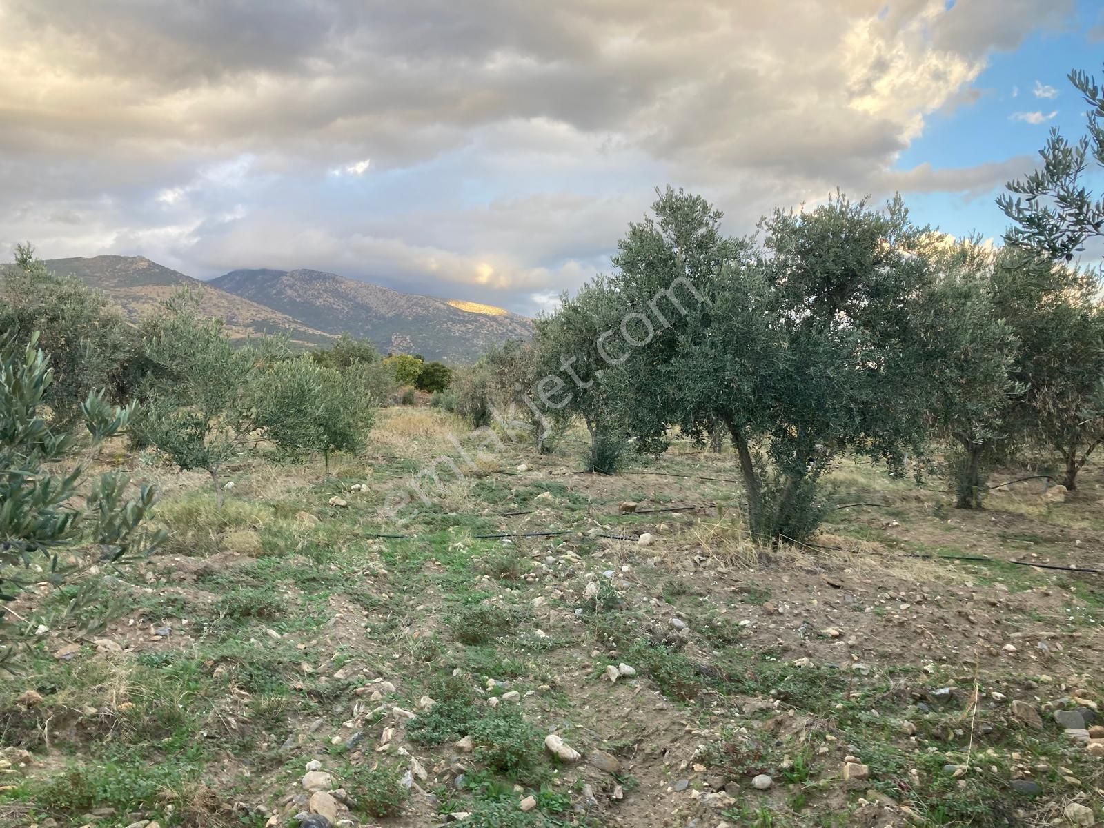 Takasa Açık Sulu Zeytin Bahçesi 5.141 M2 - Görsel 7