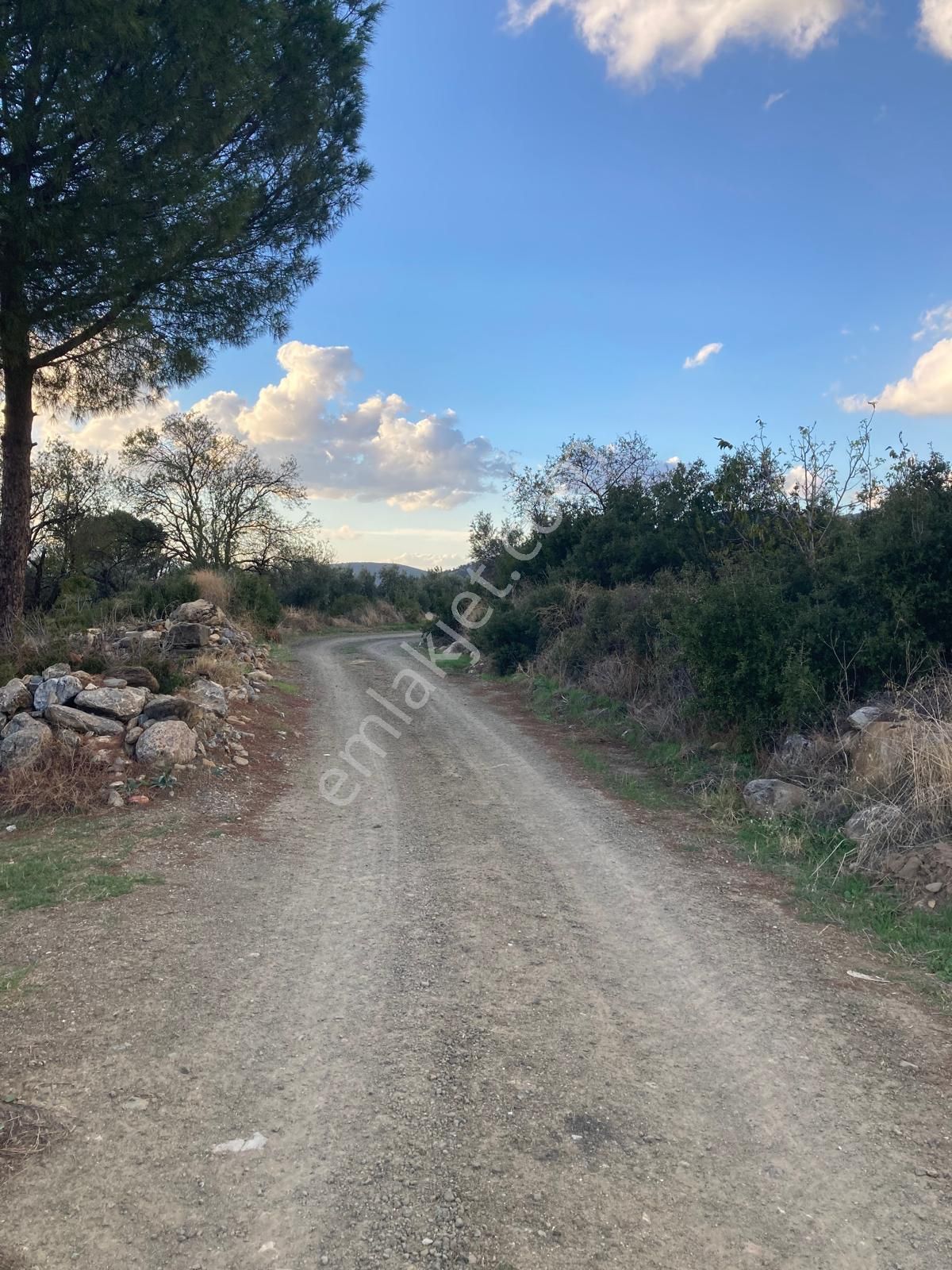 Takasa Açık Sulu Zeytin Bahçesi 5.141 M2 - Görsel 2