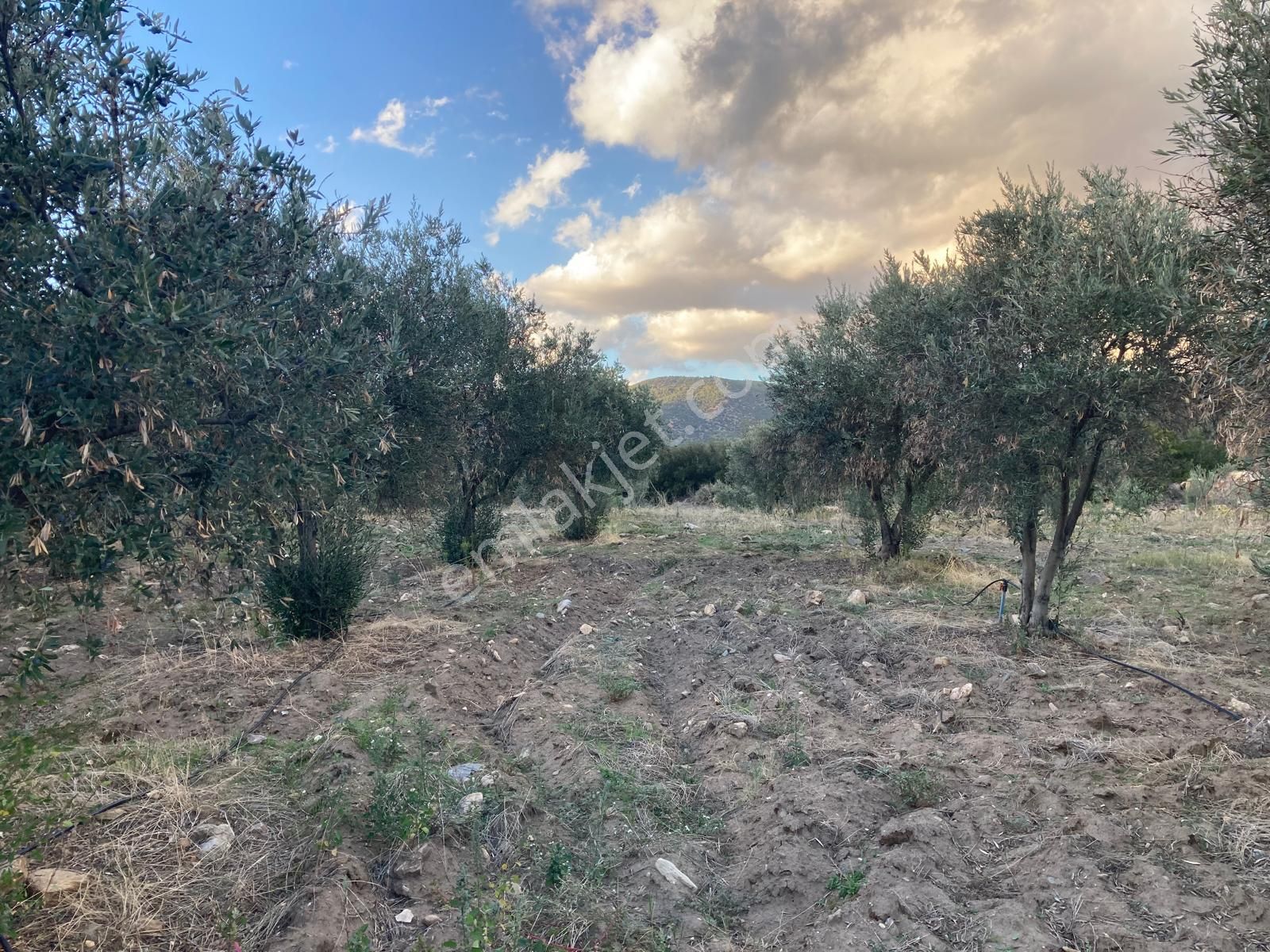 Takasa Açık Sulu Zeytin Bahçesi 5.141 M2 - Görsel 8