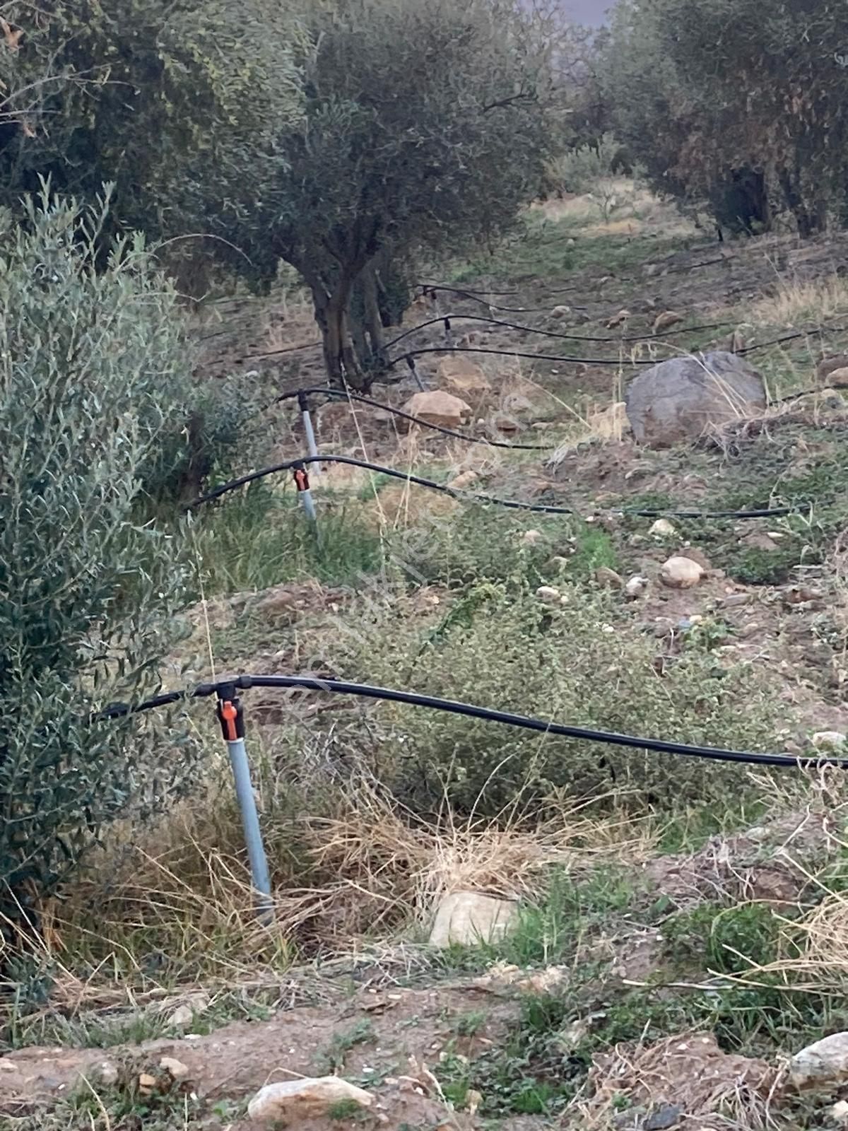 Takasa Açık Sulu Zeytin Bahçesi 5.141 M2 - Görsel 5