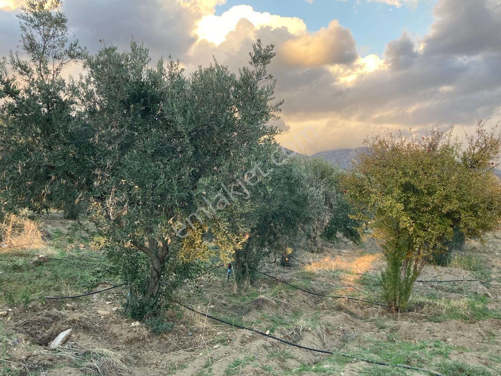 Takasa Açık Sulu Zeytin Bahçesi 5.141 M2 - Görsel 12