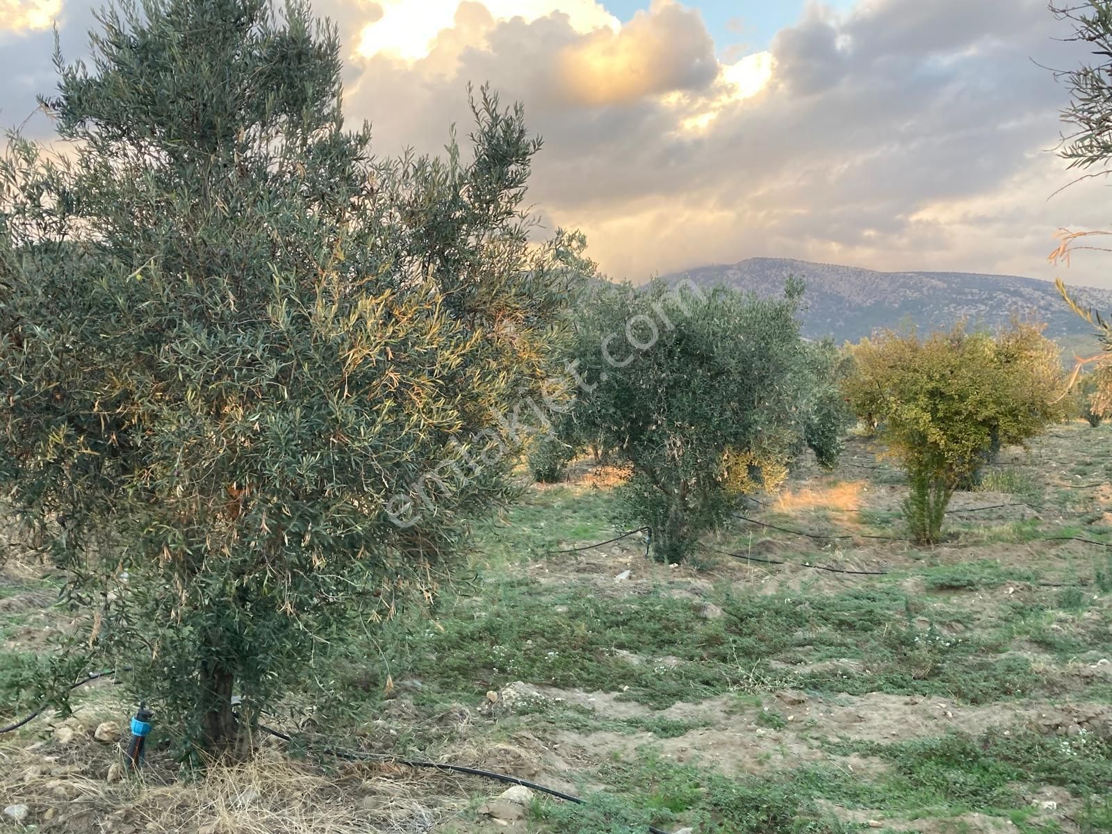 Takasa Açık Sulu Zeytin Bahçesi 5.141 M2 - Görsel 15