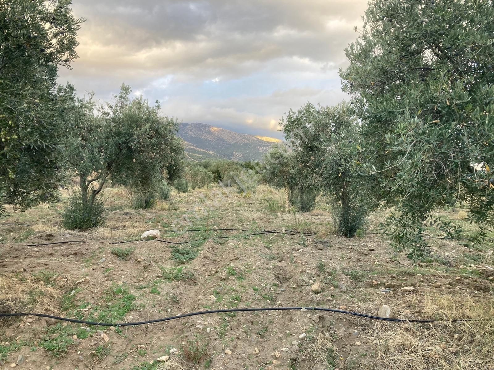 Takasa Açık Sulu Zeytin Bahçesi 5.141 M2 - Görsel 11