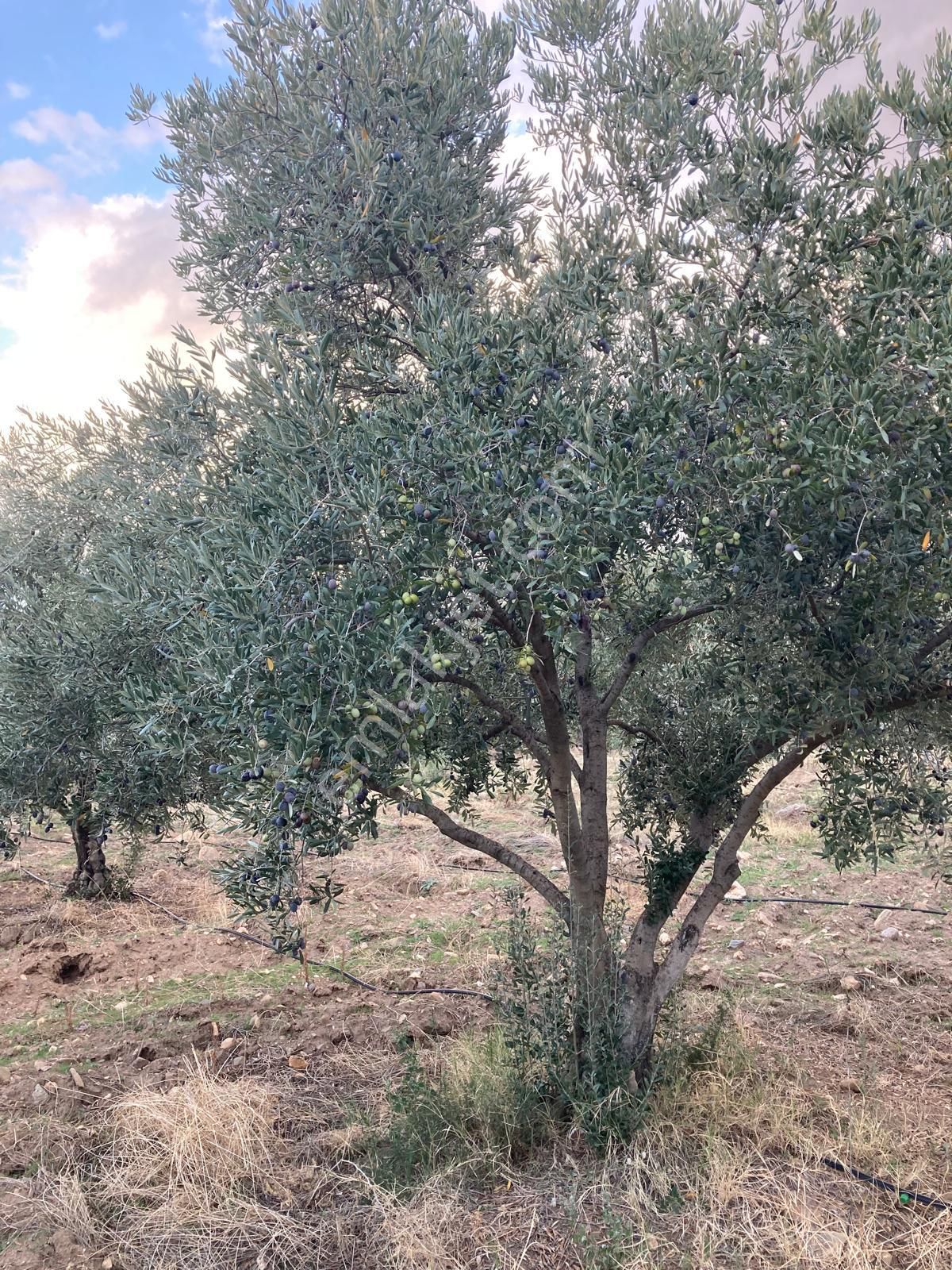 Takasa Açık Sulu Zeytin Bahçesi 5.141 M2 - Görsel 14