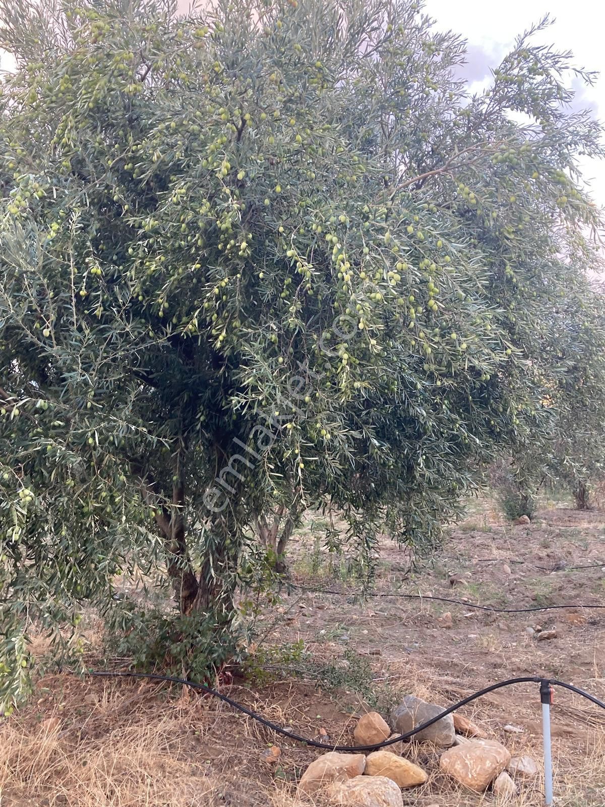 Takasa Açık Sulu Zeytin Bahçesi 5.141 M2 - Görsel 4