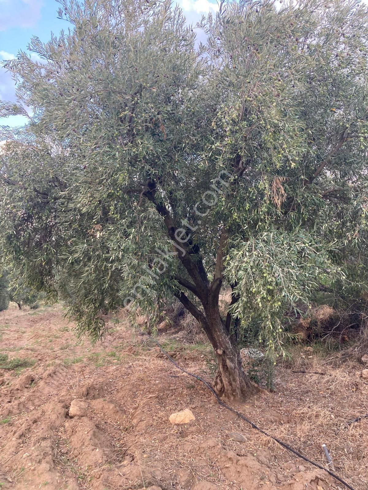 Takasa Açık Sulu Zeytin Bahçesi 5.141 M2 - Görsel 9