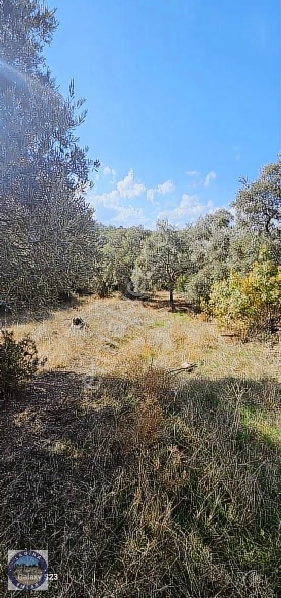 Yatağan Nebiköy'de Yolu Olan Zeytinli Tarla - Görsel 7