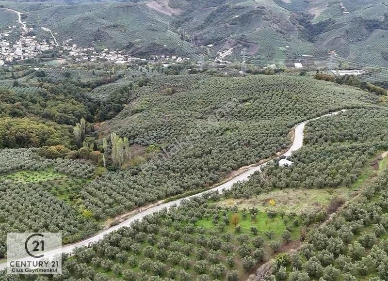 C21 Cius; Gemlik Katırlıda Ana Yola Cepheli, Bakımlı Zeytinlik - Görsel 7