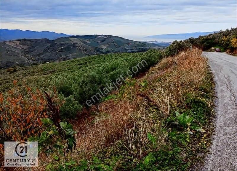 C21 Cius; Gemlik Katırlıda Ana Yola Cepheli, Bakımlı Zeytinlik - Görsel 6