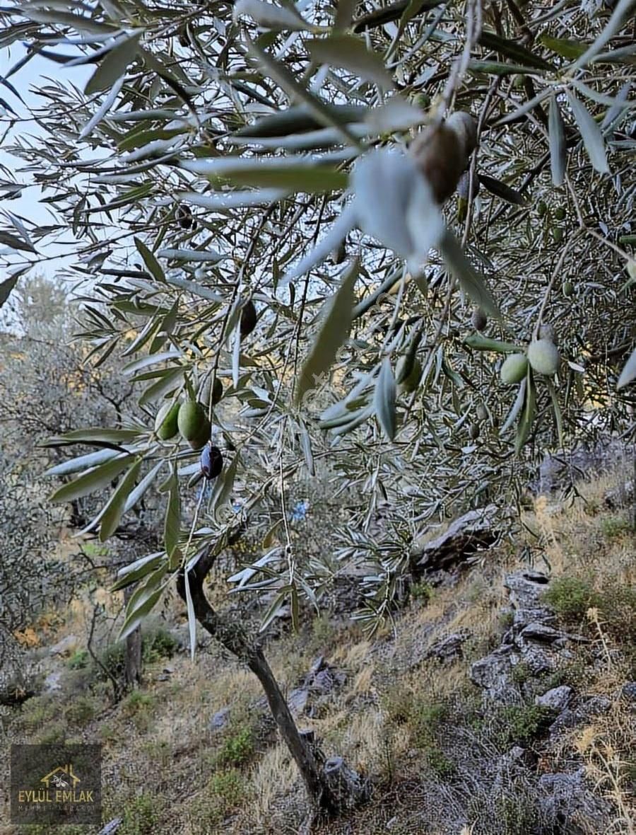 Milas Balcılarda Satılık Fırsat Yol Cepheli Tarla Müstakil Tapu - Görsel 16