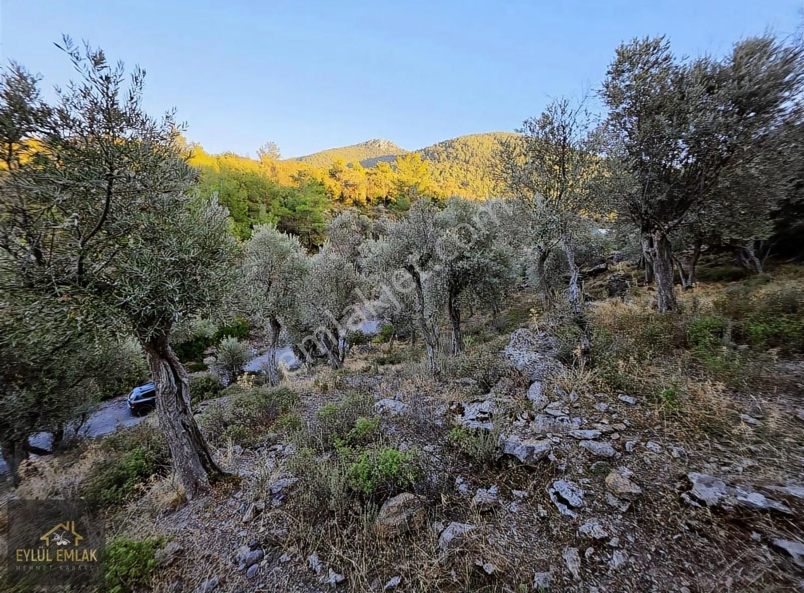 Milas Balcılarda Satılık Fırsat Yol Cepheli Tarla Müstakil Tapu - Görsel 9