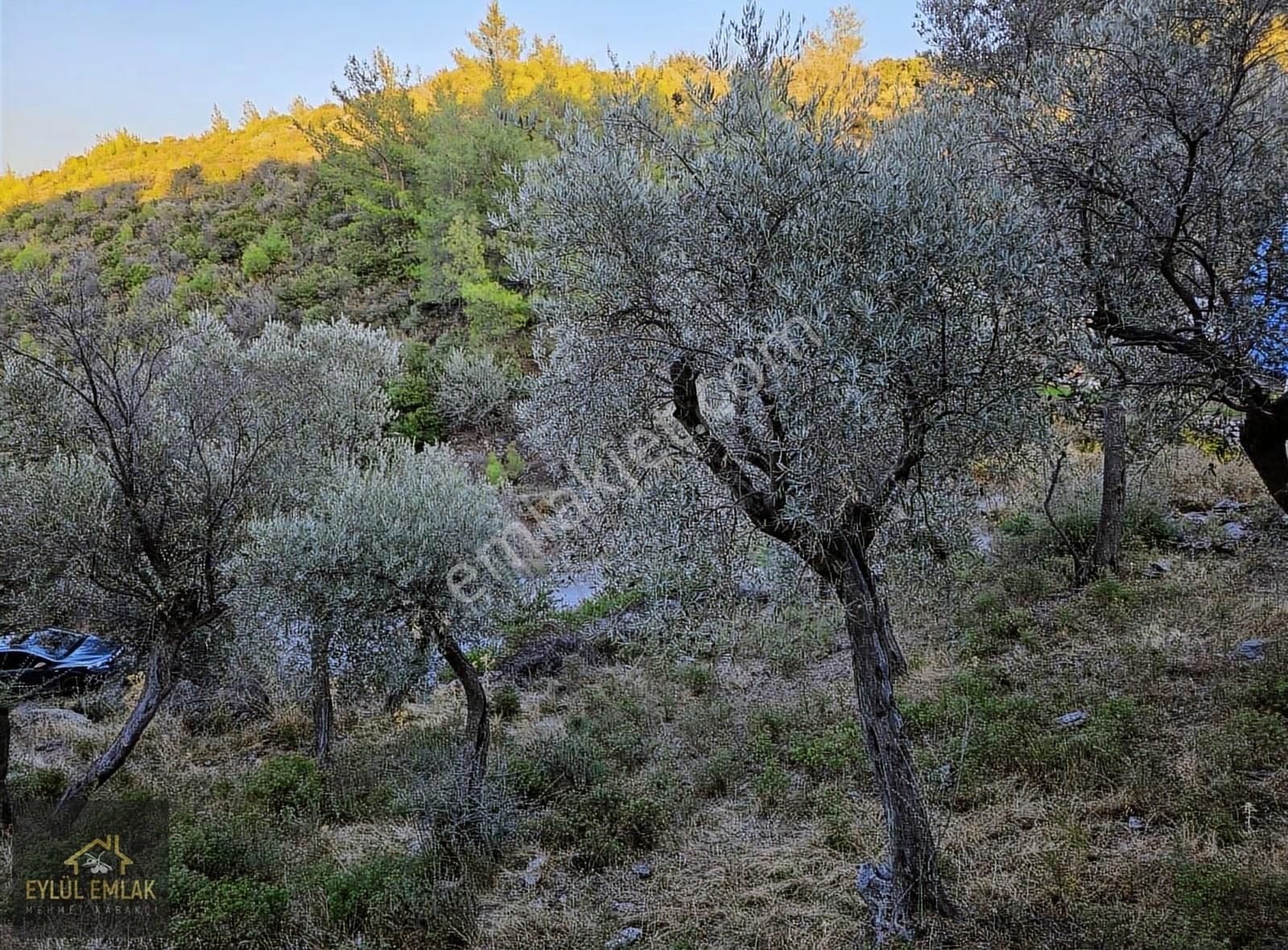 Milas Balcılarda Satılık Fırsat Yol Cepheli Tarla Müstakil Tapu - Görsel 10