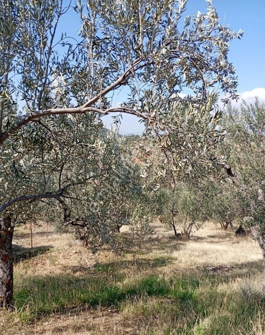 Bergama Karahıdırlı Köyünde Satılık Müstakil Tapulu Zeytinlik