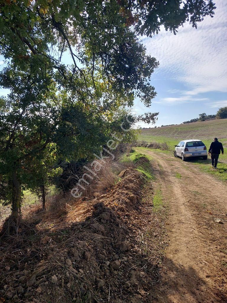 Bursa Yenişehir Kavaklıda Satılık Verimli 21,250m2 Zeytin Bahçesi - Görsel 31