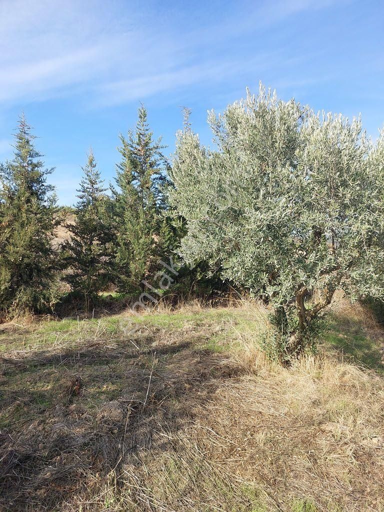 Bursa Yenişehir Kavaklıda Satılık Verimli 21,250m2 Zeytin Bahçesi - Görsel 28