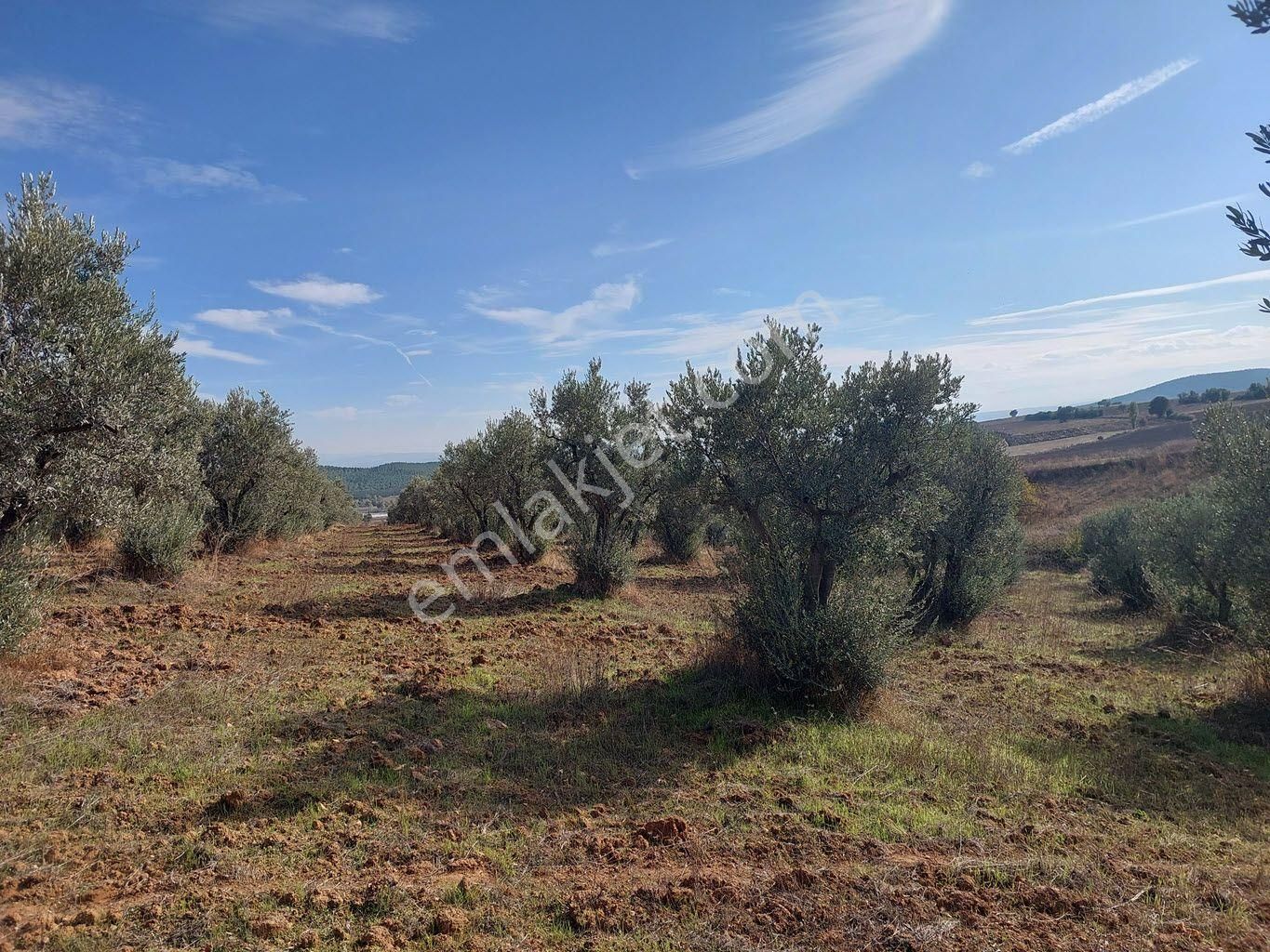 Bursa Yenişehir Kavaklıda Satılık Verimli 21,250m2 Zeytin Bahçesi - Görsel 17