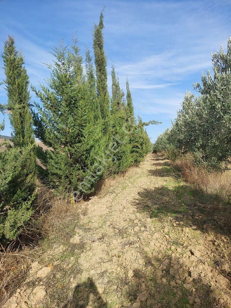 Bursa Yenişehir Kavaklıda Satılık Verimli 21,250m2 Zeytin Bahçesi - Görsel 32