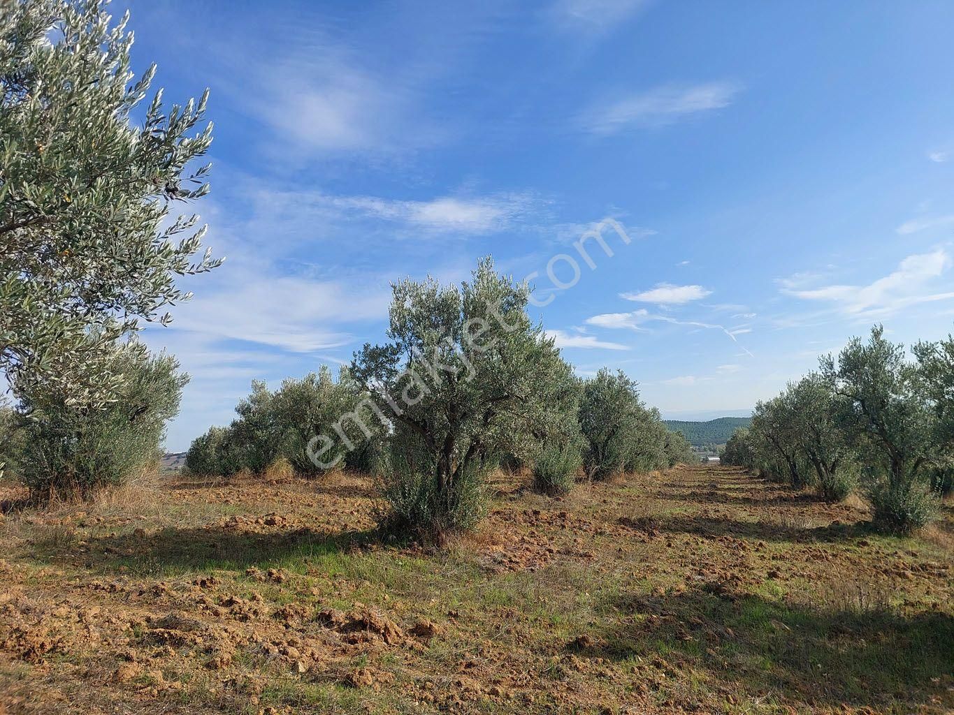 Bursa Yenişehir Kavaklıda Satılık Verimli 21,250m2 Zeytin Bahçesi - Görsel 16