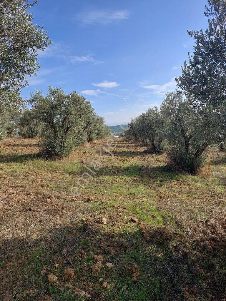 Bursa Yenişehir Kavaklıda Satılık Verimli 21,250m2 Zeytin Bahçesi - Görsel 11