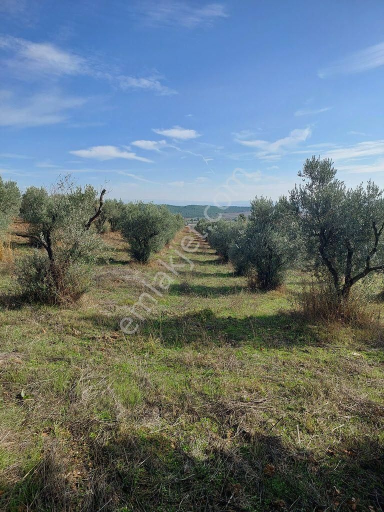 Bursa Yenişehir Kavaklıda Satılık Verimli 21,250m2 Zeytin Bahçesi - Görsel 13