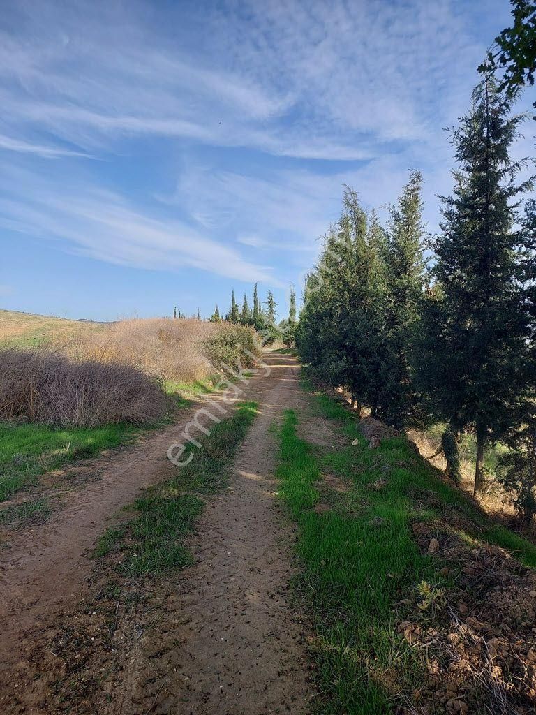 Bursa Yenişehir Kavaklıda Satılık Verimli 21,250m2 Zeytin Bahçesi - Görsel 4