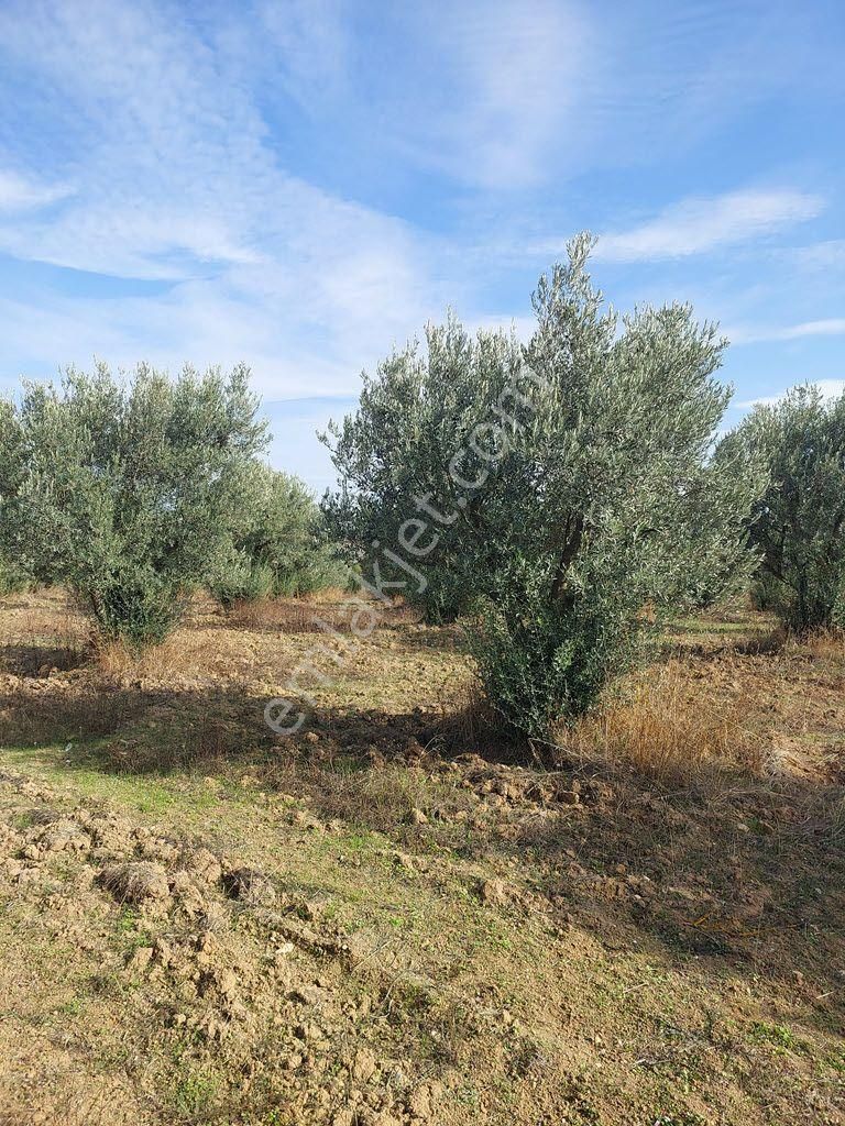 Bursa Yenişehir Kavaklıda Satılık Verimli 21,250m2 Zeytin Bahçesi - Görsel 26