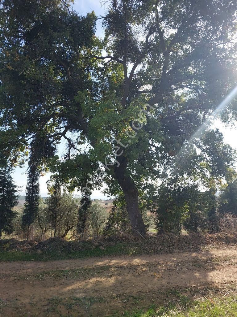 Bursa Yenişehir Kavaklıda Satılık Verimli 21,250m2 Zeytin Bahçesi - Görsel 12