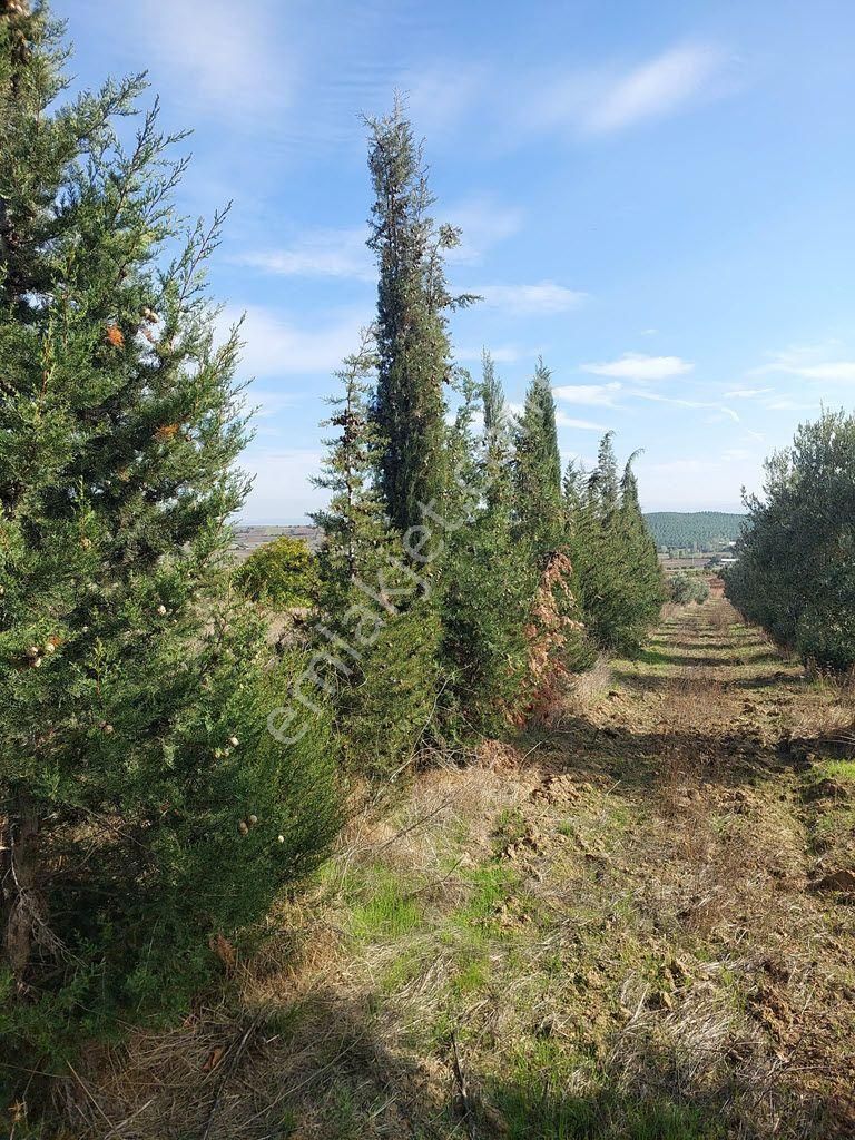 Bursa Yenişehir Kavaklıda Satılık Verimli 21,250m2 Zeytin Bahçesi - Görsel 5