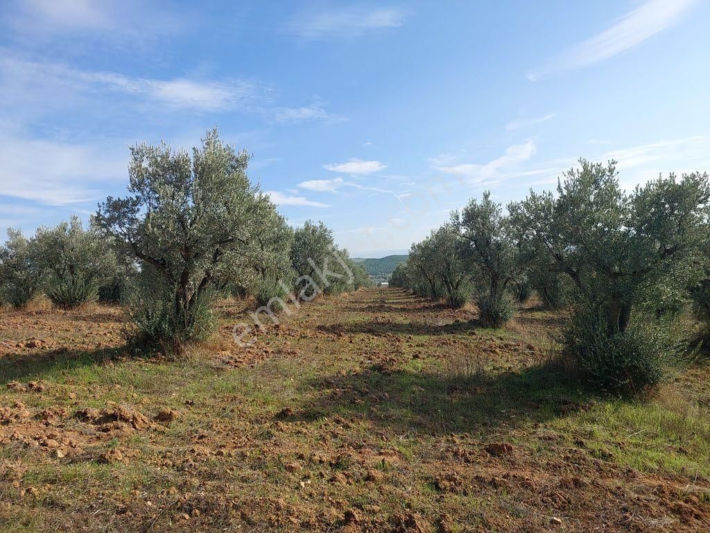 Bursa Yenişehir Kavaklıda Satılık Verimli 21,250m2 Zeytin Bahçesi - Görsel 3