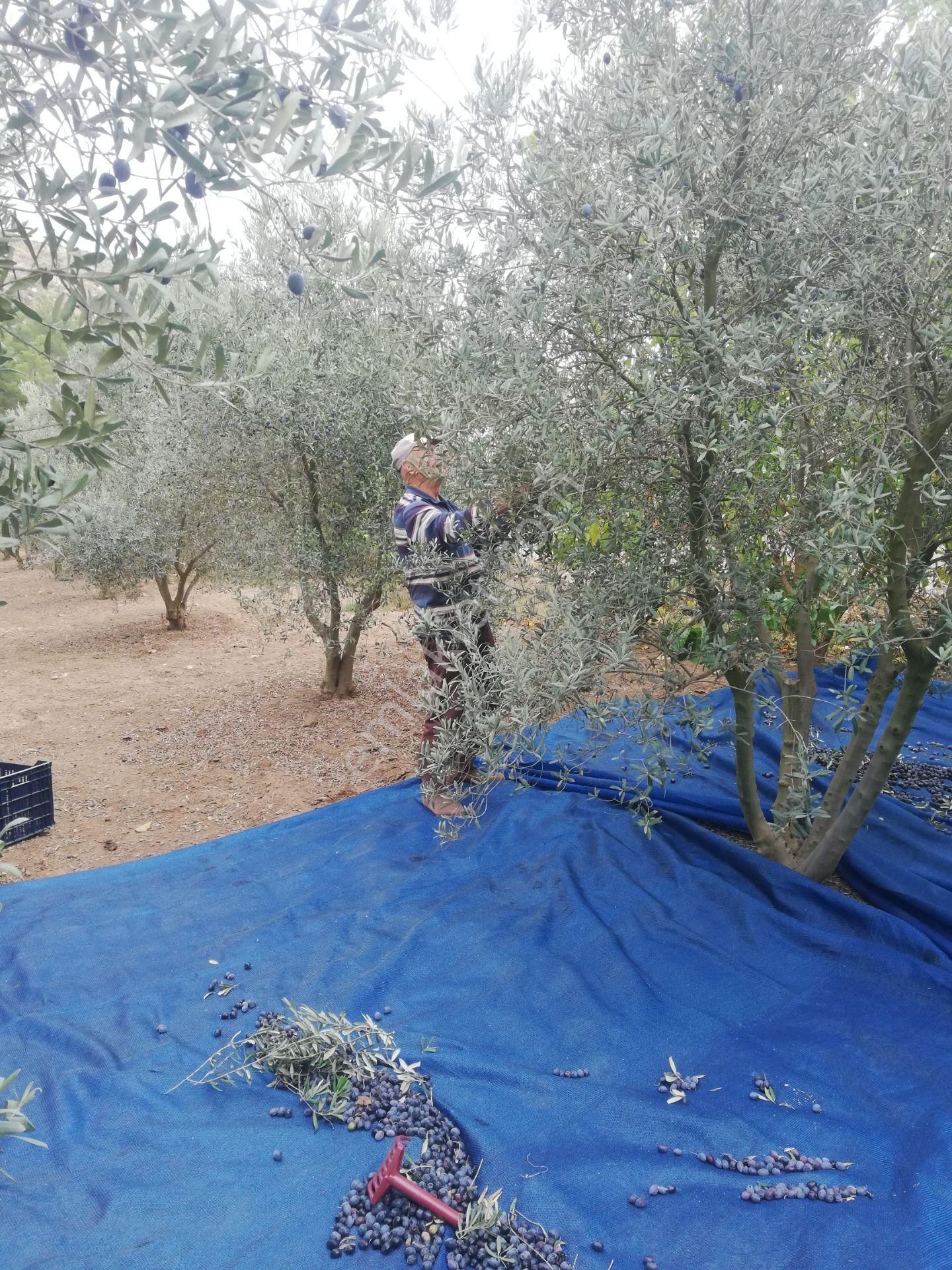 Menderes Deyırmendere De Bakımlı Bahce - Görsel 8