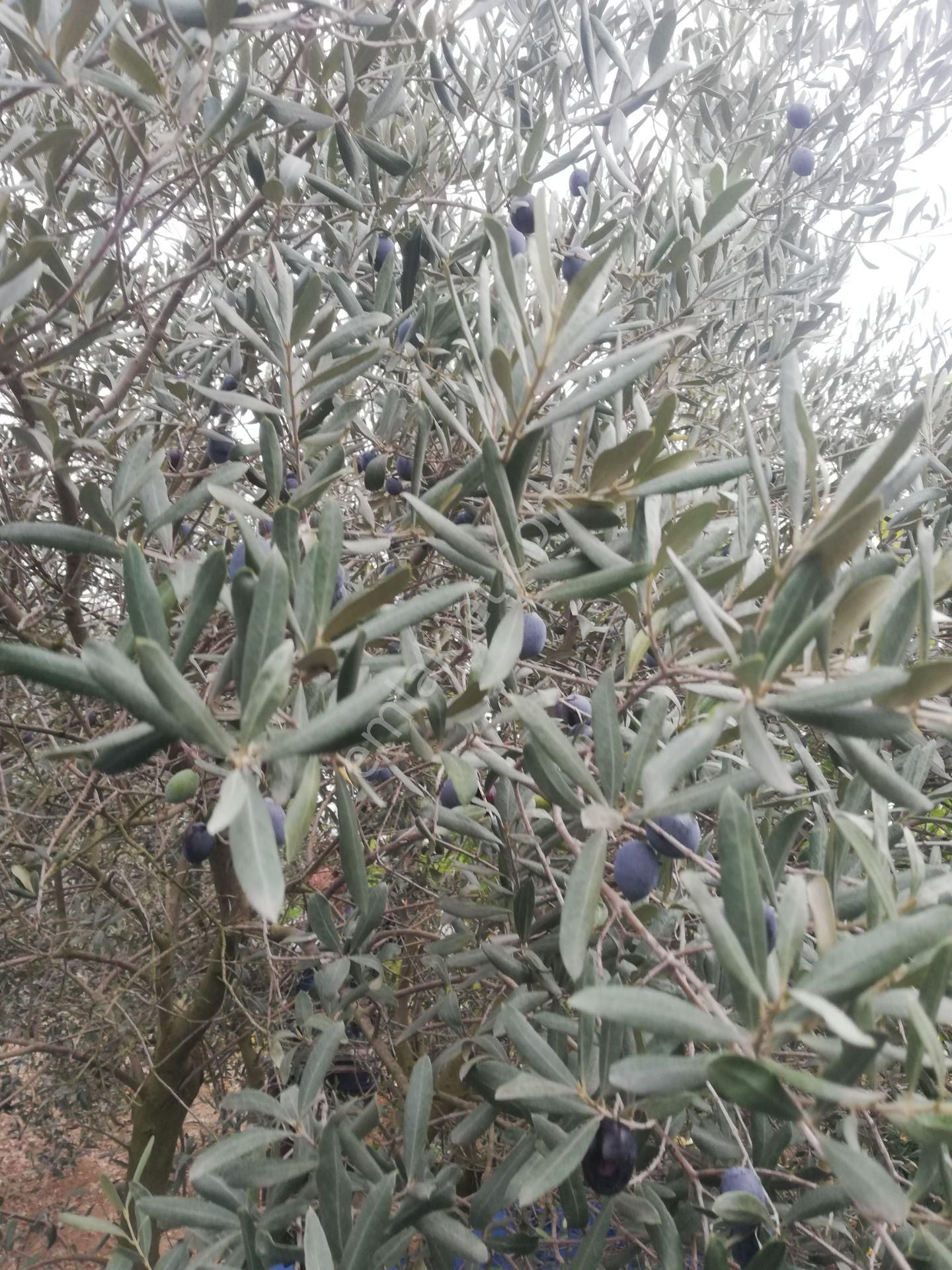 Menderes Deyırmendere De Bakımlı Bahce - Görsel 2