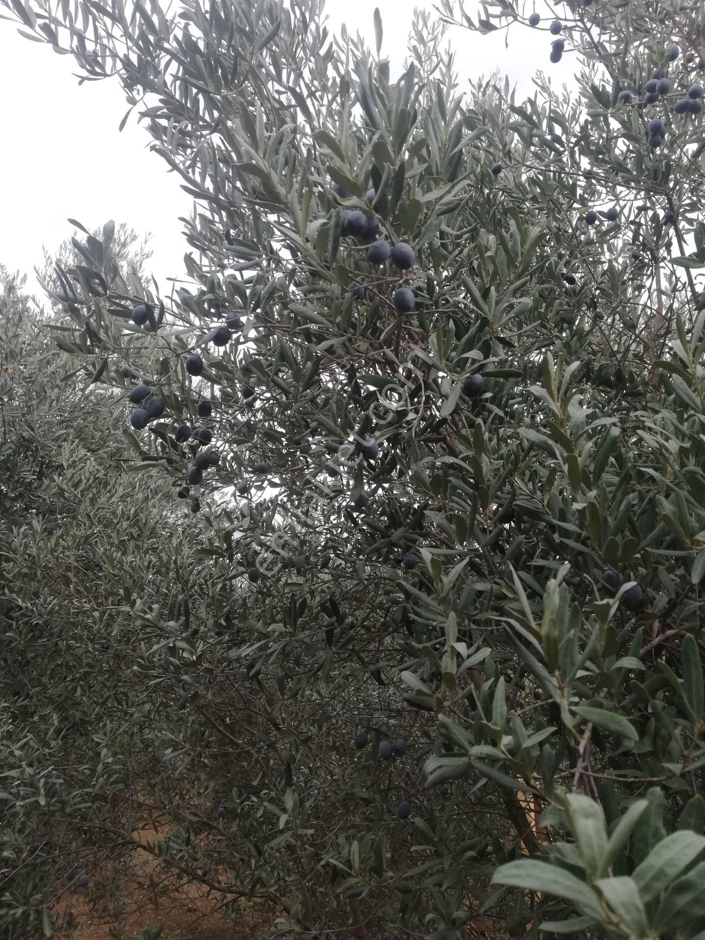 Menderes Deyırmendere De Bakımlı Bahce - Görsel 6