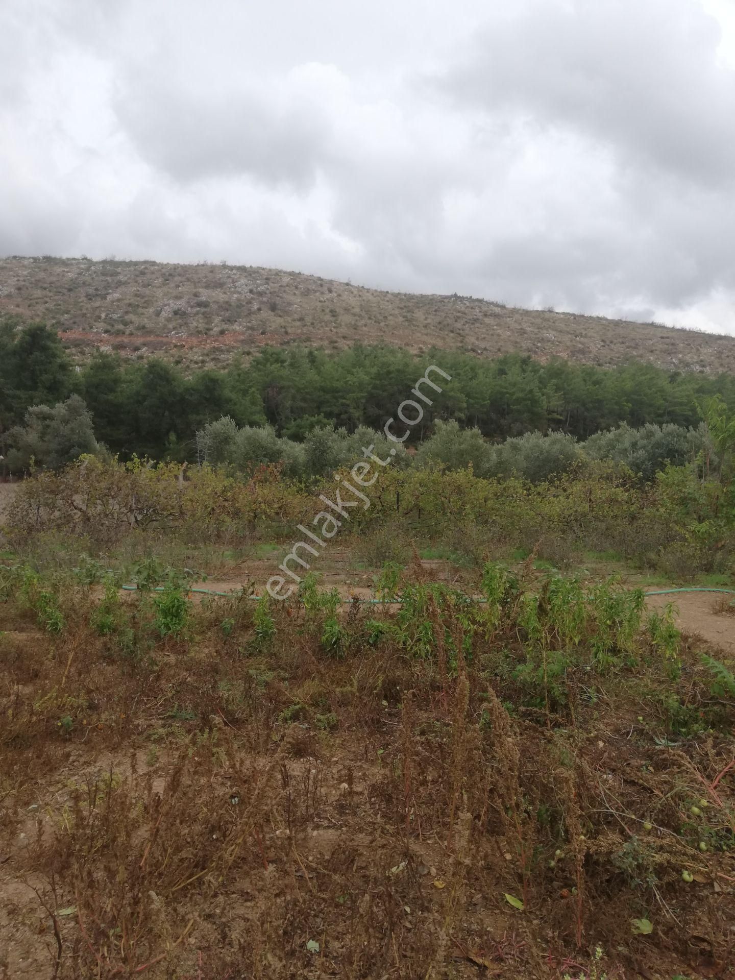 Menderes Deyırmendere De Bakımlı Bahce - Görsel 12