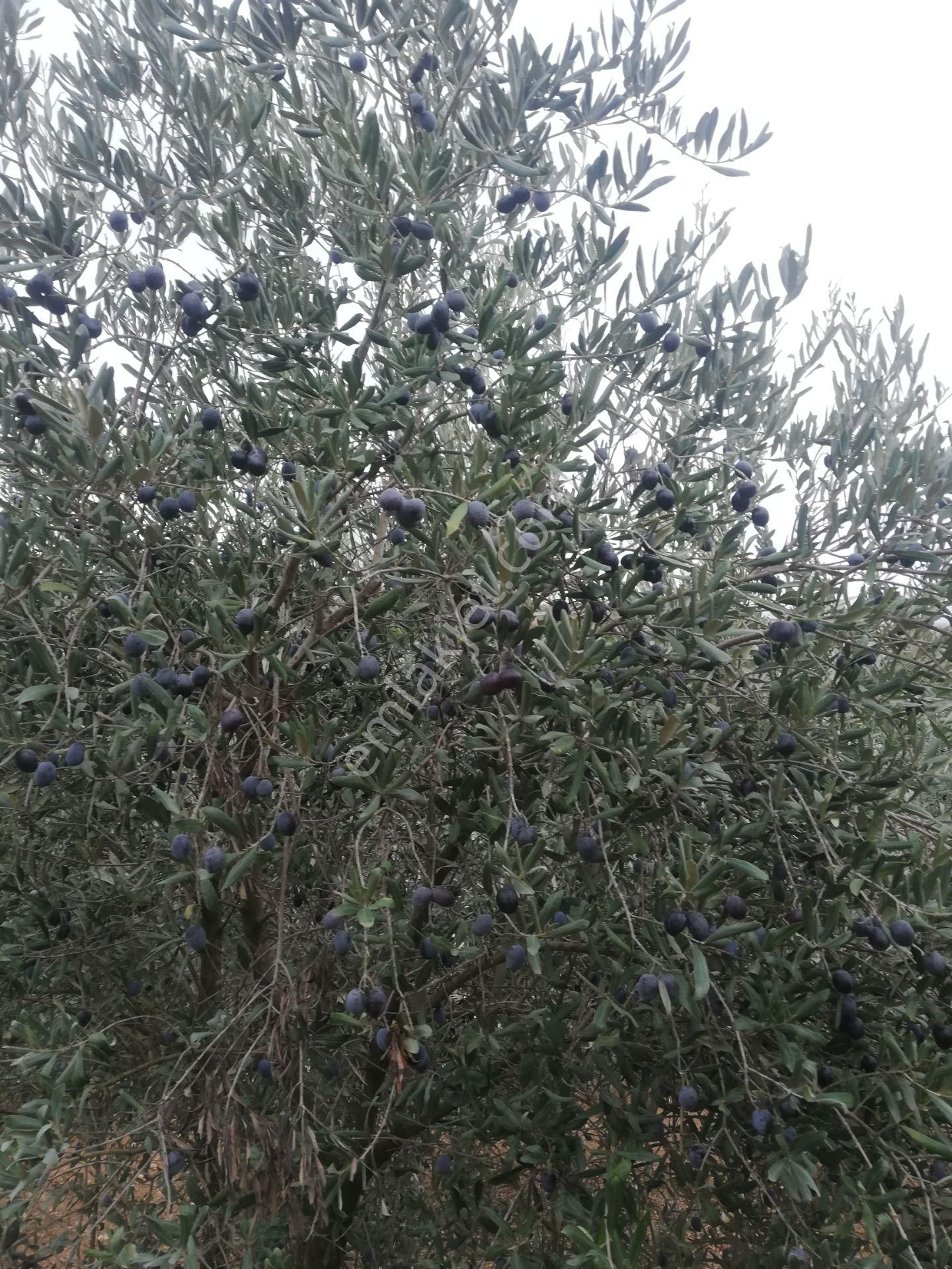 Menderes Deyırmendere De Bakımlı Bahce - Görsel 27