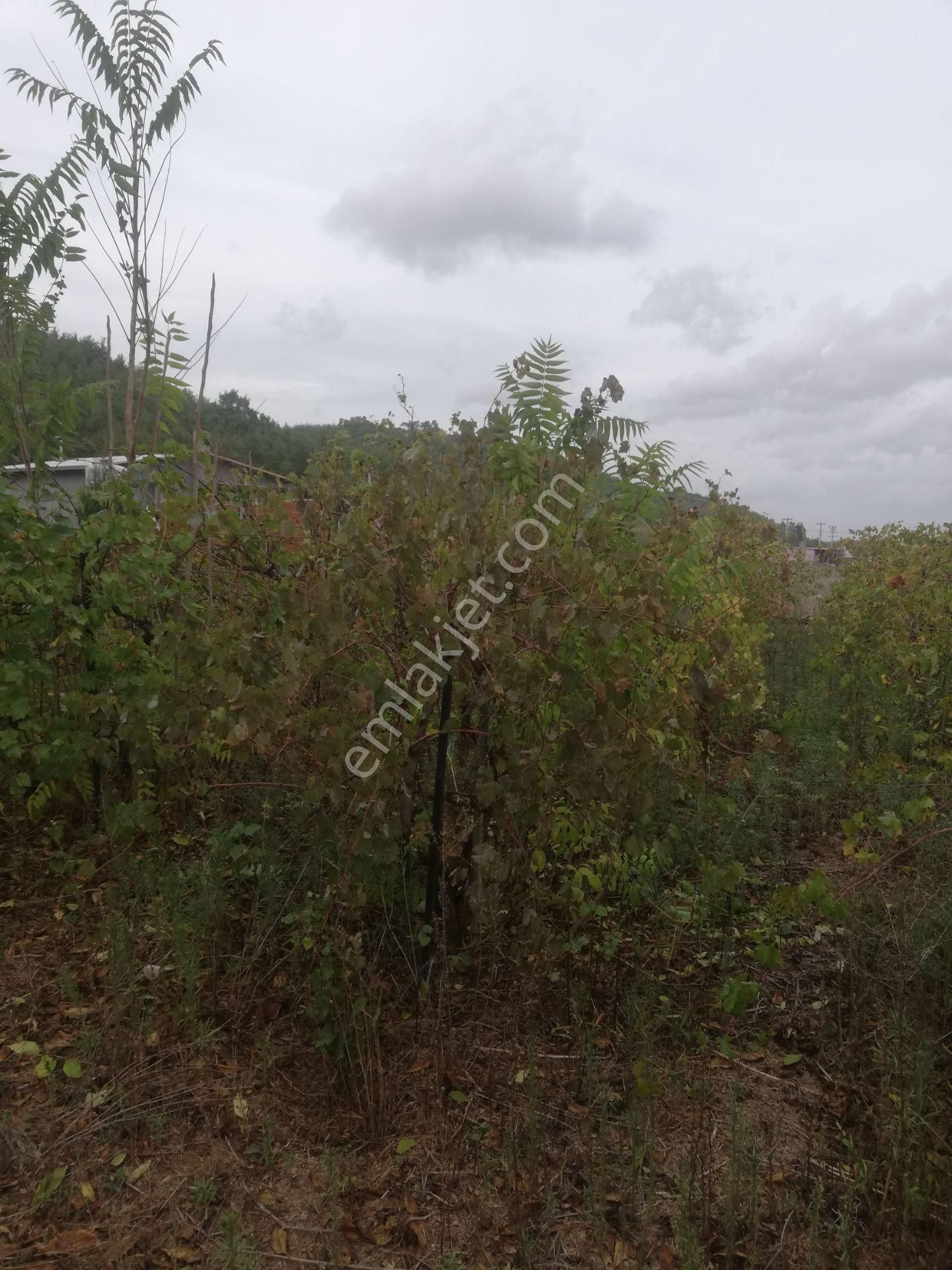 Menderes Deyırmendere De Bakımlı Bahce - Görsel 23