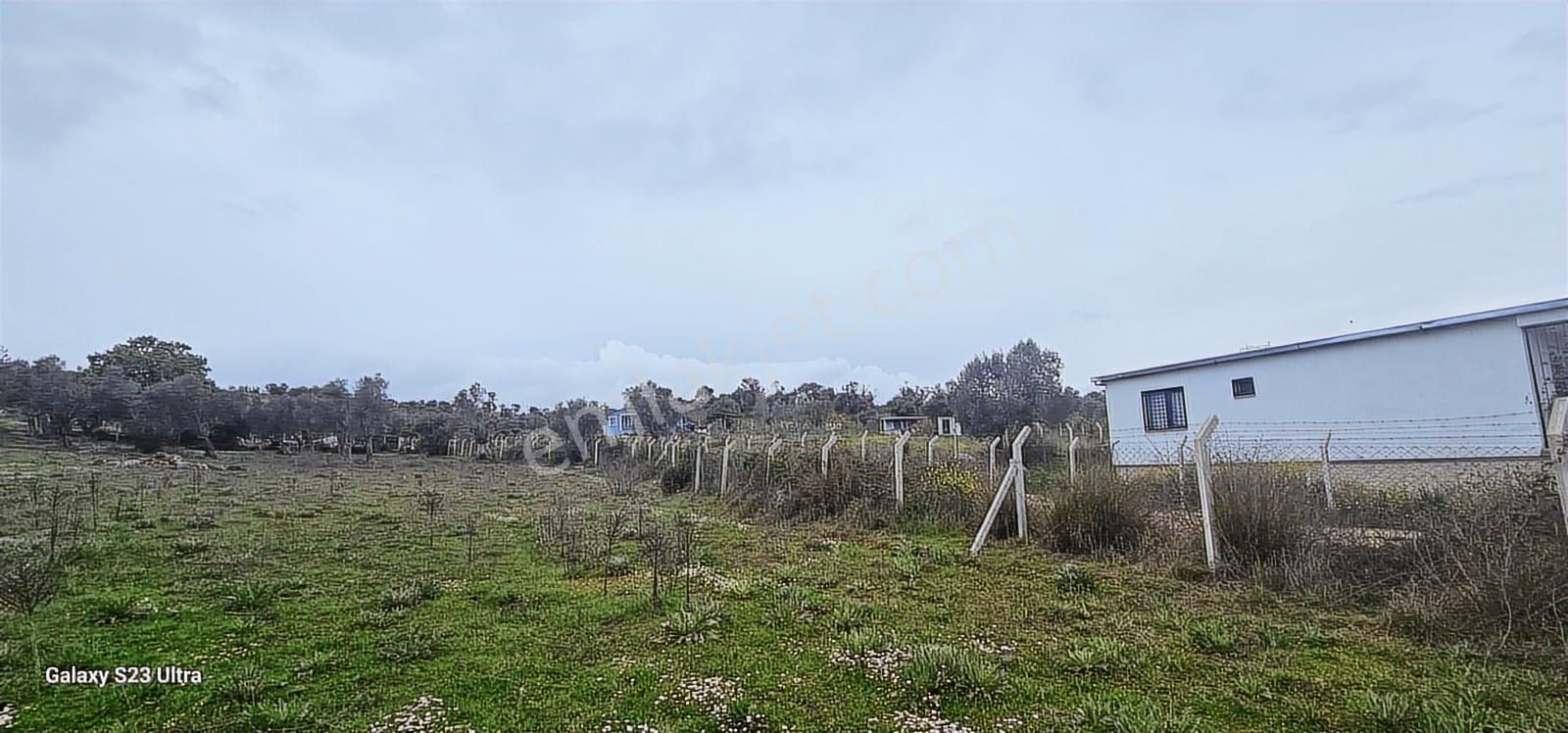 Akçaköy Merkezde Yatırımlık Zeytinlik - Görsel 5