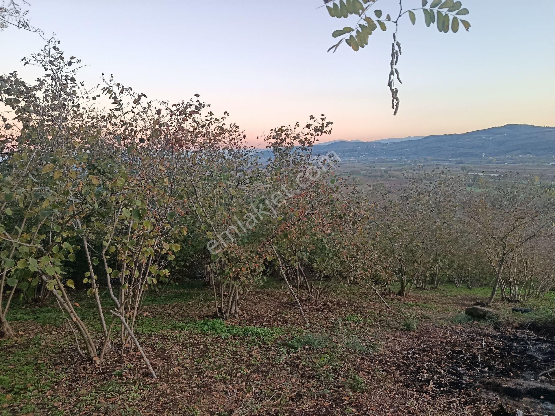 Beşevlerde Satılık Tarlamız - Görsel 7