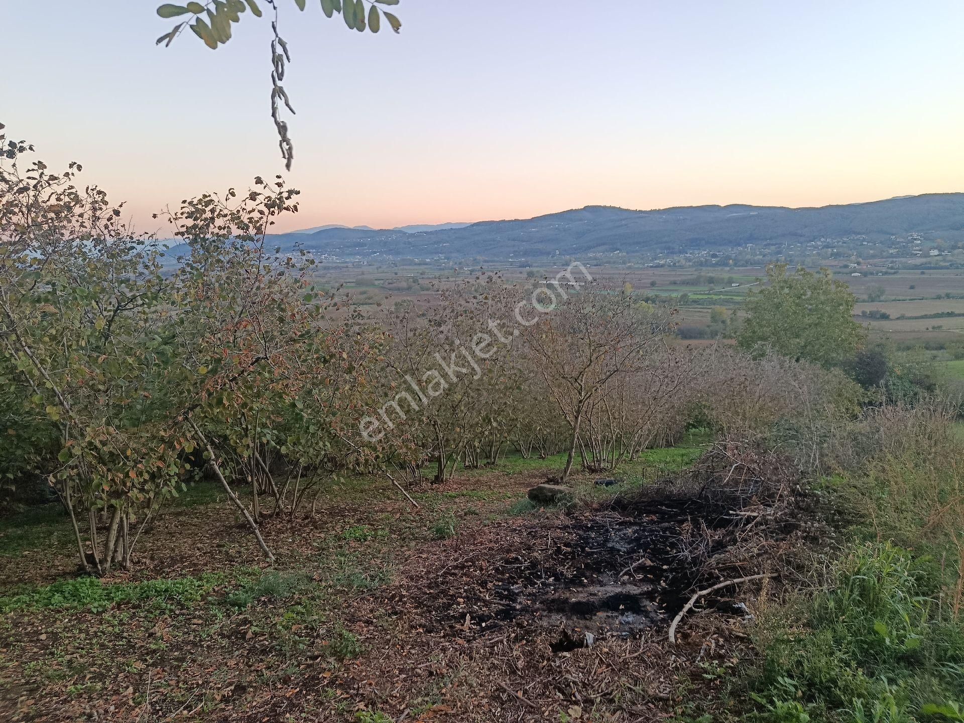 Beşevlerde Satılık Tarlamız - Görsel 6