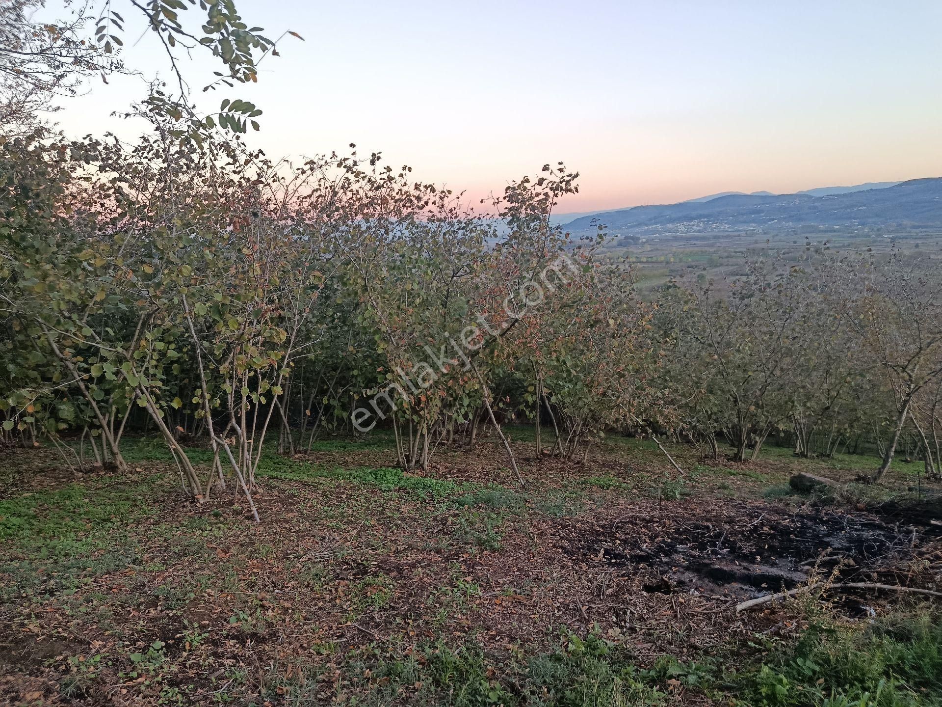 Beşevlerde Satılık Tarlamız - Görsel 4