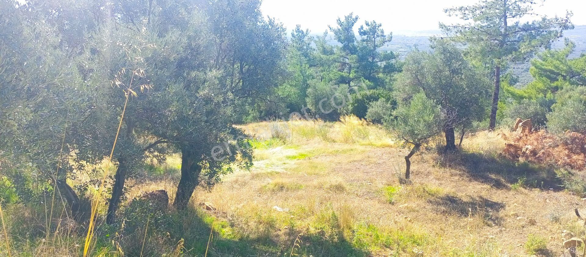 Torbalı Dirmil'de Muhteşem Manzaralı, Yolu Olan, İçinde Konteynır Olan 4260m2 Zeytinlik Satılıktır - Görsel 16