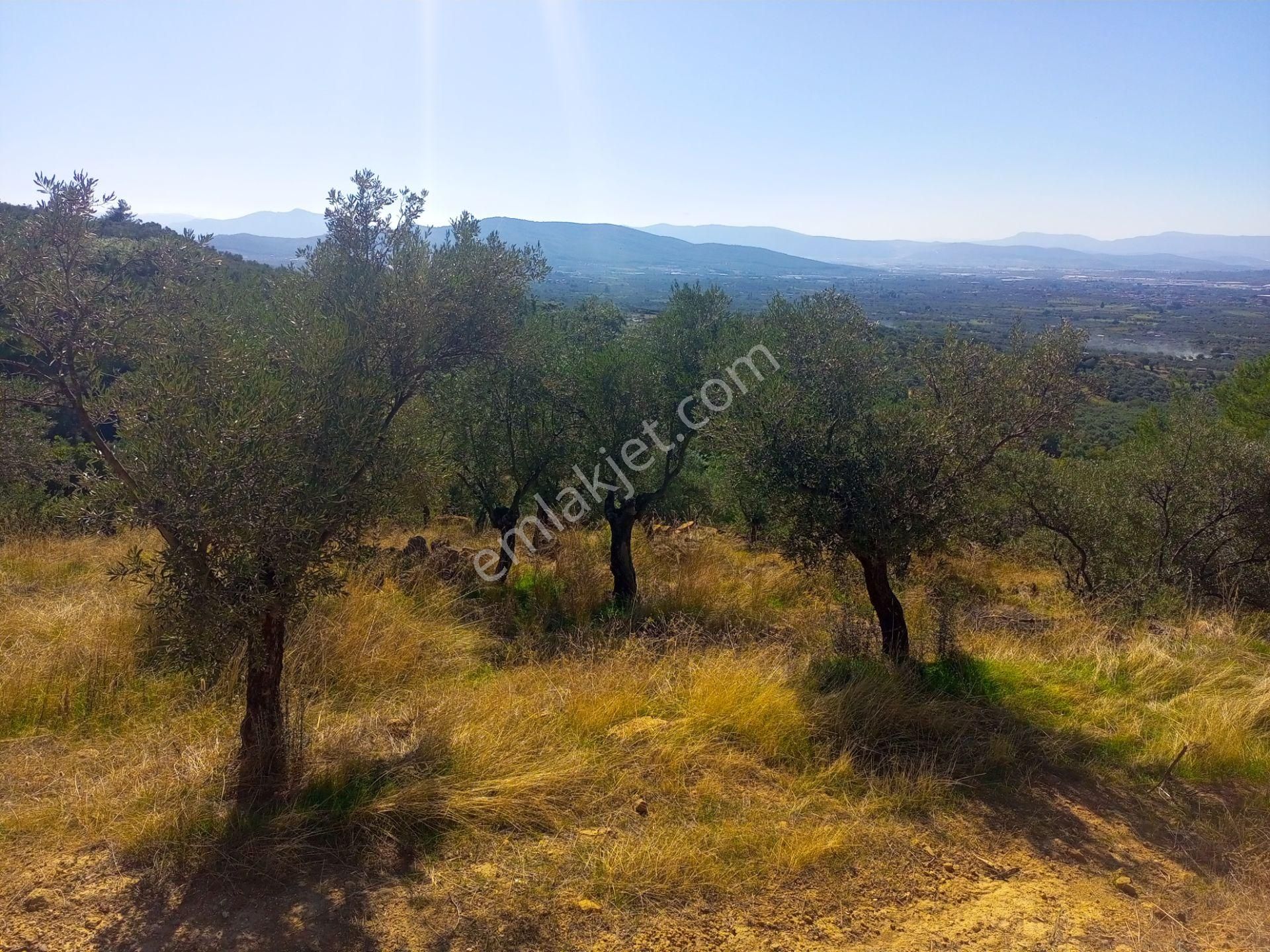 Torbalı Dirmil'de Muhteşem Manzaralı, Yolu Olan, İçinde Konteynır Olan 4260m2 Zeytinlik Satılıktır - Görsel 5
