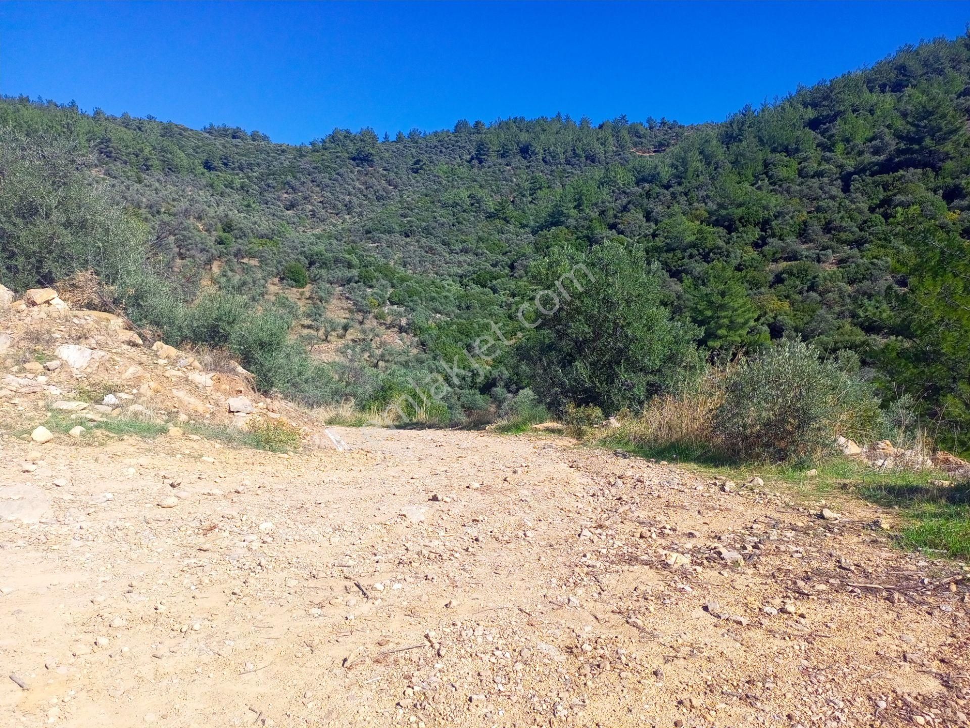 Torbalı Dirmil'de Muhteşem Manzaralı, Yolu Olan, İçinde Konteynır Olan 4260m2 Zeytinlik Satılıktır - Görsel 32