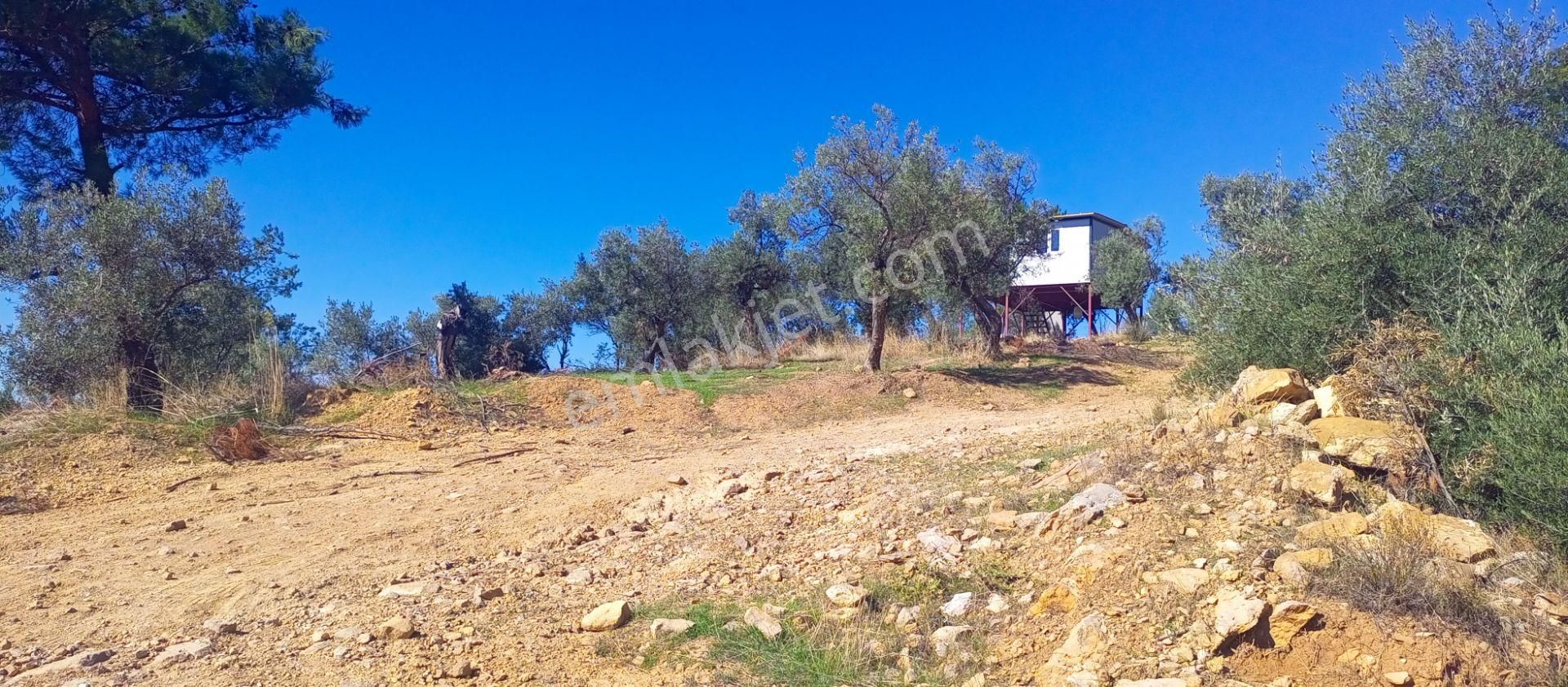 Torbalı Dirmil'de Muhteşem Manzaralı, Yolu Olan, İçinde Konteynır Olan 4260m2 Zeytinlik Satılıktır - Görsel 31