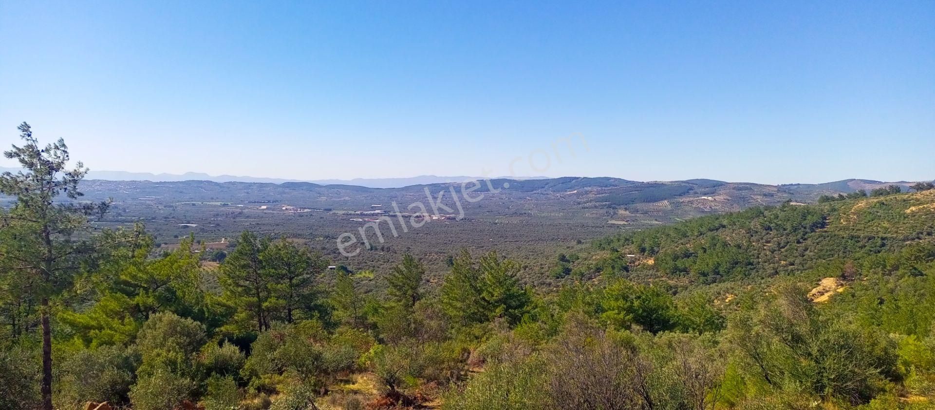 Torbalı Dirmil'de Muhteşem Manzaralı, Yolu Olan, İçinde Konteynır Olan 4260m2 Zeytinlik Satılıktır - Görsel 18