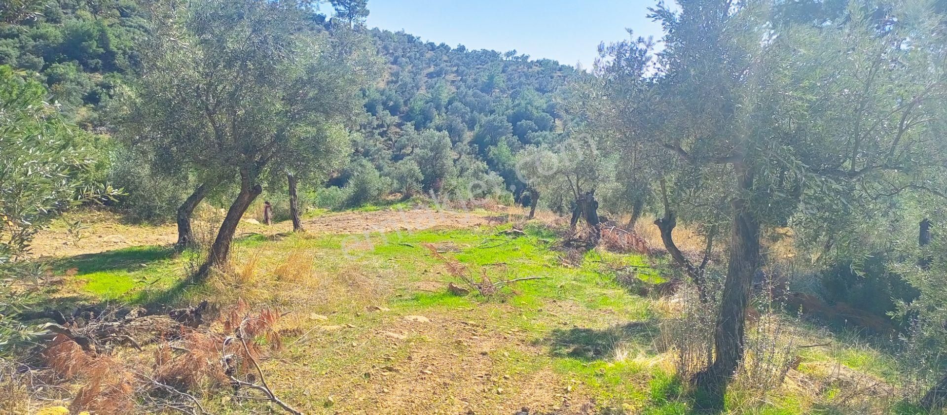 Torbalı Dirmil'de Muhteşem Manzaralı, Yolu Olan, İçinde Konteynır Olan 4260m2 Zeytinlik Satılıktır - Görsel 13